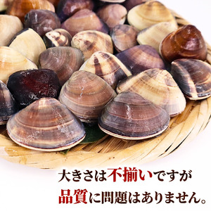 訳あり はまぐり 3kg 砂抜き 【 はまぐり 】