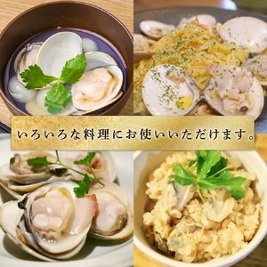訳あり はまぐり 3kg 砂抜き 【 はまぐり 】