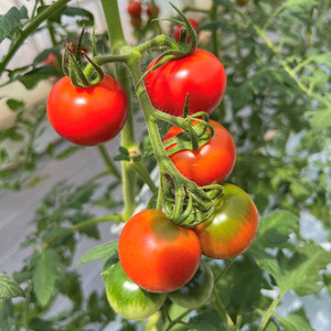 【2026年発送】フルーツトマト 約1kg フルティカ