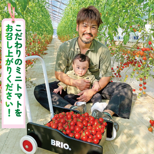 ミニトマト 約1.5kg 《訳あり》 野菜 【ミニトマト】