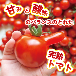 ミニトマト 約3kg 《訳あり》 2種以上 野菜 【ミニトマト】
