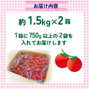 ミニトマト 約3kg 《訳あり》 2種以上 野菜 【ミニトマト】