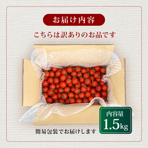 ミニトマト 約1.5kg 《訳あり》 2025年11月以降発送 【ミニトマト】