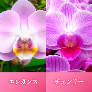 胡蝶蘭 花 ギフト ピンク系 5.5号 3本立ち お祝い プレゼント 【 胡蝶蘭 】