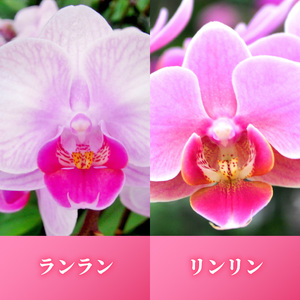 胡蝶蘭 花 ギフト ピンク系 5.5号 3本立ち お祝い プレゼント 【 胡蝶蘭 】