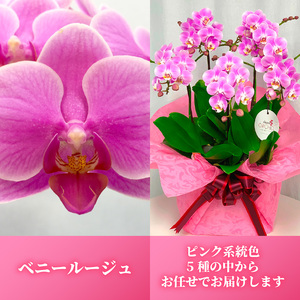 胡蝶蘭 花 ギフト ピンク系 6号 3本立ち お祝い プレゼント 【 胡蝶蘭 】