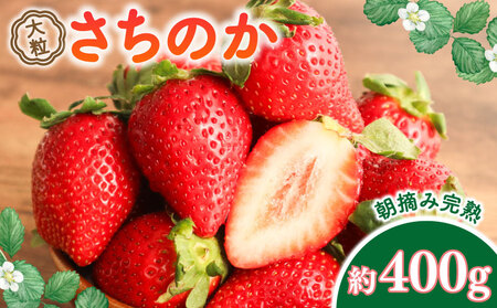 朝摘み苺「さちのか」大粒 苺 約400g【向後いちご園】