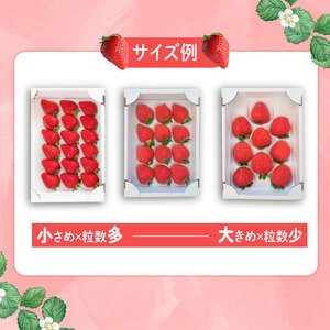 朝摘み苺「さちのか」大粒 苺 約400g【向後いちご園】