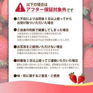 朝摘み苺「さちのか」大粒 苺 約400g【向後いちご園】