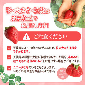 【 期間限定 】 苺 さちのか 約800g 苺