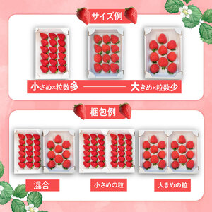 【 期間限定 】 苺 さちのか 約800g 苺