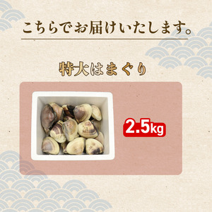 活はまぐり 約2.5kg (100-140gサイズ) はまぐり 蛤