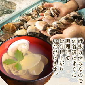 活 はまぐり 約3.5kg (40-60gサイズ) はまぐり 蛤