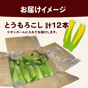 【 2026年 先行予約 】 とうもろこし 白 ＆ 黄色 12本 食べ比べ 【 とうもろこし 】