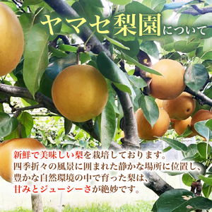 【 数量限定 】 梨 おまかせ 約3kg 【 梨 】