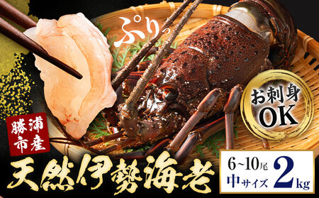 【刺身OK】千葉県勝浦産 生冷活〆 天然伊勢海老 2kg 6-10尾入 株式会社串浜水産《90日以内に出荷予定(土日祝除く)》【配送不可地域あり】(離島)【1504522】| 伊勢海老 伊勢海老 伊勢海老