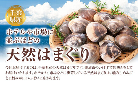 数量限定 天然 活 はまぐり 1kg 1個:40g～100g 寺田水産 《2025年7月上旬-2026年6月末頃出荷》千葉県 勝浦市 海産 貝 はまぐり【配送不可地域：離島・北海道・沖縄県・東北・中国・四国・九州】