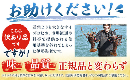 数量限定 訳あり 活〆冷凍 伊勢海老 500g前後(1～2尾) 寺田水産【配送不可地域あり】（離島）