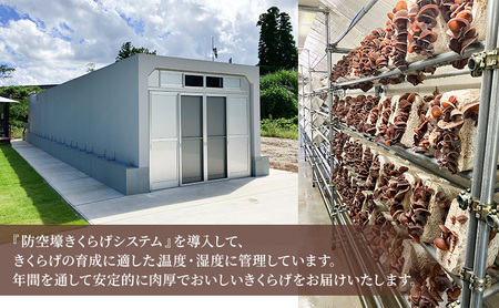 高滝湖どうしたきくらげ 生6パック 乾燥2パック 防空壕きくらげシステム導入 野菜 きのこ 生キクラゲ 乾燥キクラゲ 肉厚 食材 料理 調理 炒め物 スープ 国産 国産きくらげ 