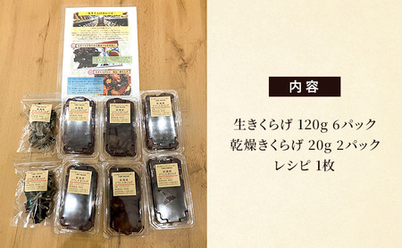 高滝湖どうしたきくらげ 生6パック 乾燥2パック 防空壕きくらげシステム導入 野菜 きのこ 生キクラゲ 乾燥キクラゲ 肉厚 食材 料理 調理 炒め物 スープ 国産 国産きくらげ 