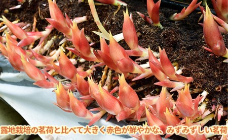 まんだのみょうが 特秀品 1kg 野菜 茗荷 薬味 漬物 シャキシャキ