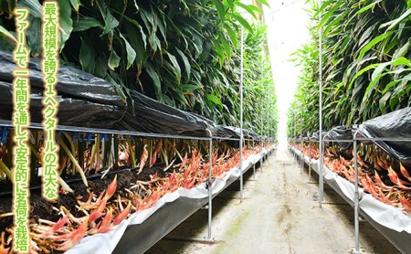 【たまにメ◯カリ】みょうが☆茗荷☆400g☆長崎県産 MICHI様専用】みょうが☆茗荷☆400g☆長崎県産 - メルカリ