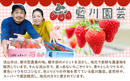 いちご 約960g (480ｇ×2トレイ) 藍川園芸【着日指定不可】【配送不可地域あり】