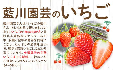 いちご 約960g (480ｇ×2トレイ) 藍川園芸【着日指定不可】【配送不可地域あり】
