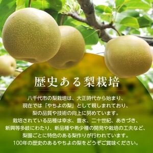 2026年発送先行受付 周郷梨園のやちよ100年梨(3kg)_周郷梨園 やちよ100年 梨 なし_【1493887】