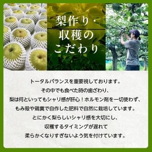 2026年発送先行受付 周郷梨園のやちよ100年梨(3kg)_周郷梨園 やちよ100年 梨 なし_【1493887】