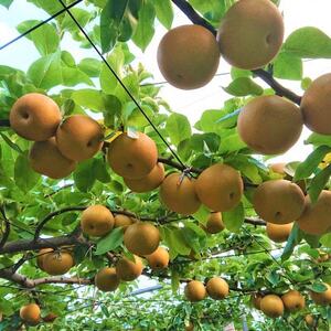 2026年発送先行受付 周郷梨園のやちよ100年梨(10kg)【1493889】