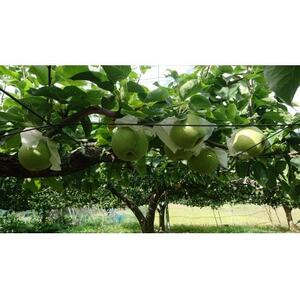 2026年発送先行受付 周郷梨園のやちよ100年梨(10kg)【1493889】