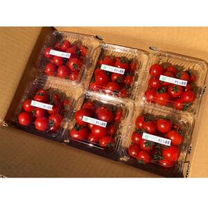 【朝どり直送】きむら農園の高濃度ミニトマト約1.0kg うれしい小分け6パック完熟フルーツミニトマト【配送不可地域:離島・北海道・沖縄県・東北・中国・四国・九州】【1494645】