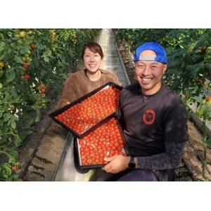 【朝どり直送】きむら農園の高濃度ミニトマト約1.0kg うれしい小分け6パック完熟フルーツミニトマト【配送不可地域:離島・北海道・沖縄県・東北・中国・四国・九州】【1494645】