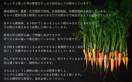 季節の野菜セット (8~10種)