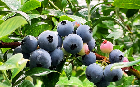 ブルーベリー摘み取り体験　ペアチケット