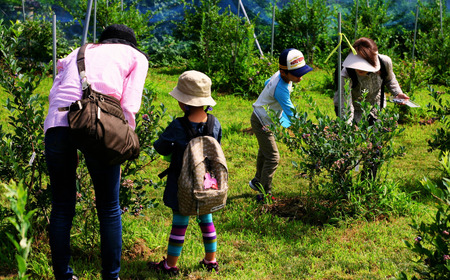 ブルーベリー摘み取り体験　ペアチケット