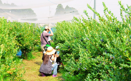 ブルーベリー摘み取り体験　ペアチケット