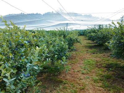 ブルーベリー摘み取り体験　ペアチケット