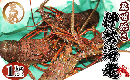 【漁協直送！】 房州黒潮育ち『天然 活イセエビ』1kg以上（4～6尾）　《期間限定》《数量限定》《配送日指定必須》《配送指定 令和8年5月末日まで》伊勢海老 伊勢エビ 刺身 活魚 [ウオポート][0050-0089]