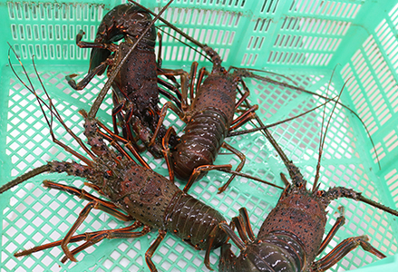 【漁協直送！】 房州黒潮育ち『天然 活イセエビ』1kg以上（4～6尾）　《期間限定》《数量限定》《配送日指定必須》《配送指定 令和8年5月末日まで》伊勢海老 伊勢エビ 刺身 活魚 [ウオポート][0050-0089]