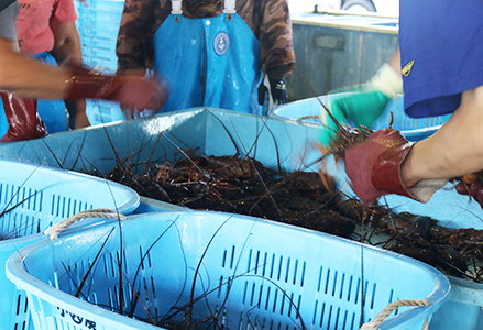 【漁協直送！】 房州黒潮育ち『天然 活イセエビ』1kg以上（4～6尾）　《期間限定》《数量限定》《配送日指定必須》《配送指定 令和8年5月末日まで》伊勢海老 伊勢エビ 刺身 活魚 [ウオポート][0050-0089]