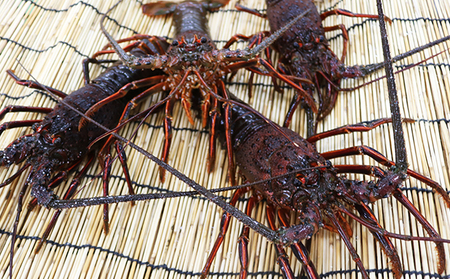 【漁協直送！】 房州黒潮育ち『天然 活イセエビ』1kg以上（4～6尾）　《期間限定》《数量限定》《配送日指定必須》《配送指定 令和8年5月末日まで》伊勢海老 伊勢エビ 刺身 活魚 [ウオポート][0050-0089]