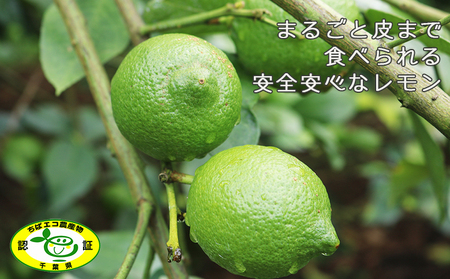 《１月発送》 【皮まで食べられる】海と太陽のレモン【秀品】３kg（約25個） [0011-0057]