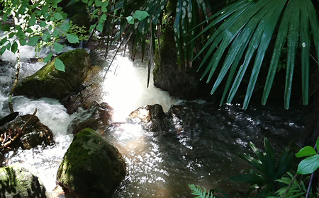 【令和7年産】嶺南ファームの嶺岡米「夢ごこち」 5kg　[0020-0104]