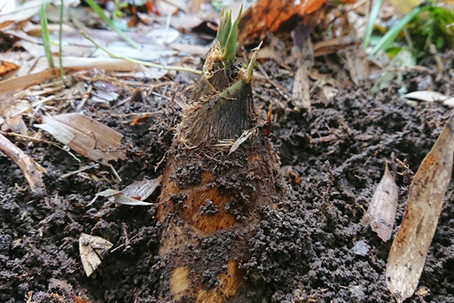 【ドメーヌKurisan】鴨川産 旬の筍「孟宗竹」5kg[0016-0020]