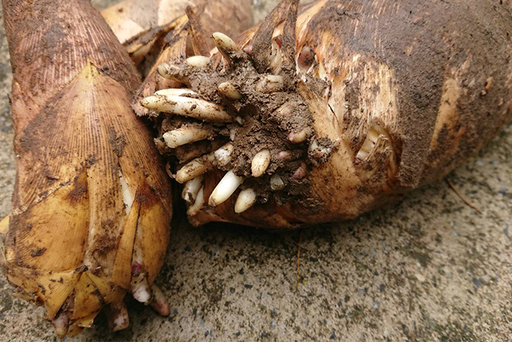 【ドメーヌKurisan】鴨川産 旬の筍「孟宗竹」5kg[0016-0020]