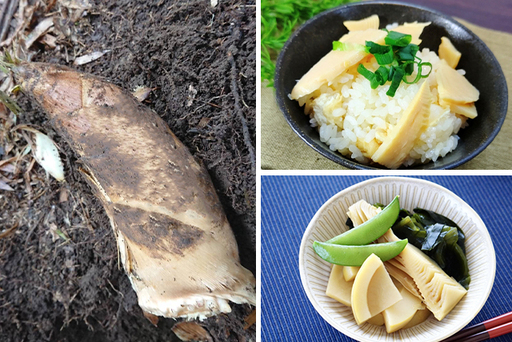 【ドメーヌKurisan】鴨川産 旬の筍「孟宗竹」5kg[0016-0020]