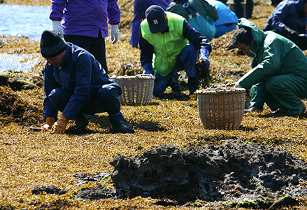 【令和７年収獲 先行予約】新物！房州さいぶのひじき　小 [0010-0154]