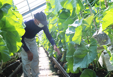 【定期便】高橋メロン農園『千葉アクアメロン』L玉以上 1個 × 3回発送 [0030-0061]